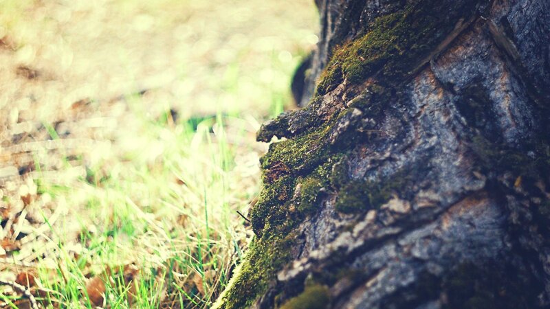 Moss-covered Tree Trunk — Green, Serene, Spring, Photograph, Grass, Moss