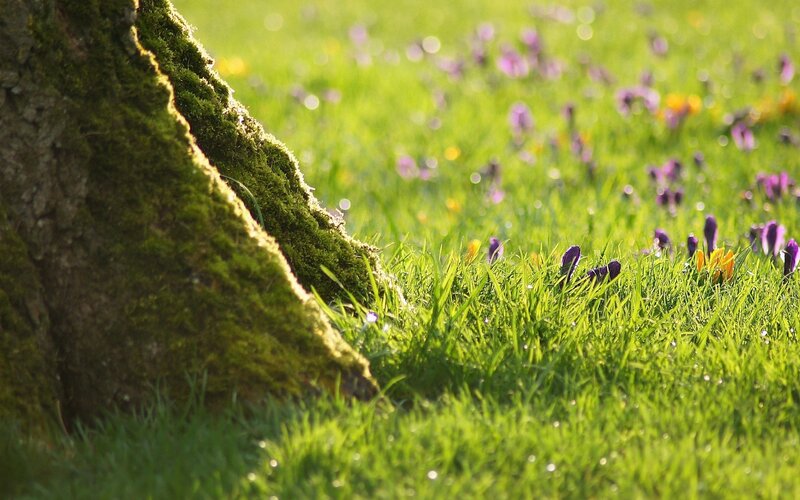 Moss-covered Tree Trunk — Green, Serene, Spring, Photograph