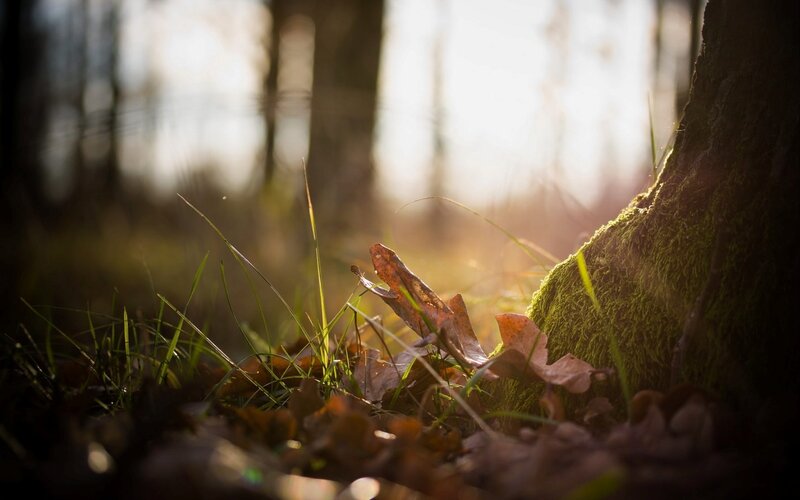 Moss-covered Tree Trunk — Green, Serene, Sunset