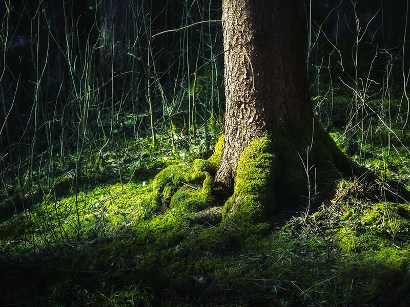 Moss-covered Tree Trunk — Green, Serene