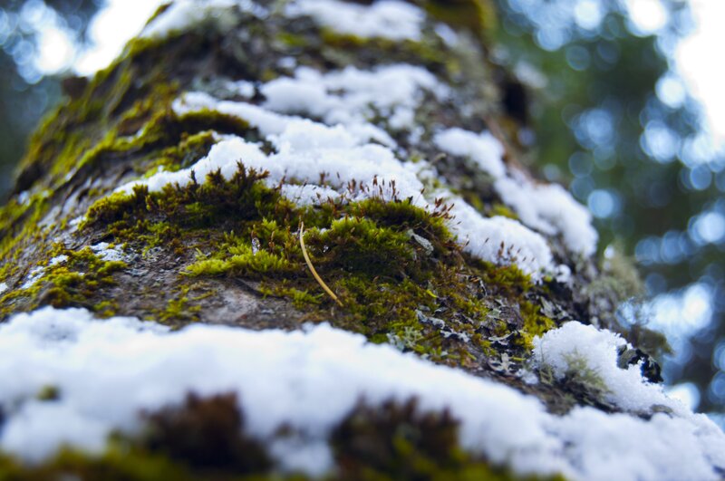 Moss-covered Tree Trunk — Green, Serene, Winter