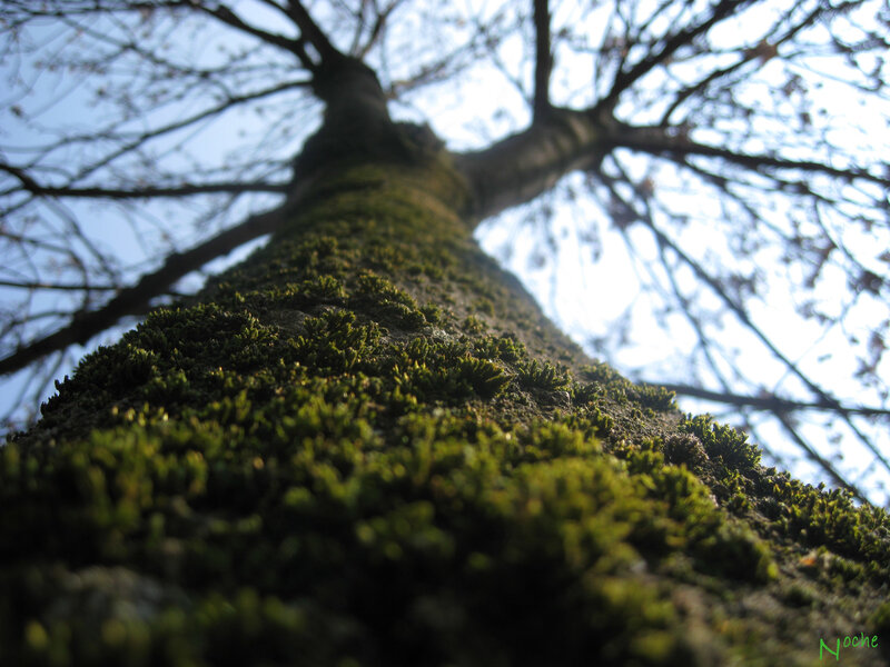 Moss-covered Tree Trunk — Green