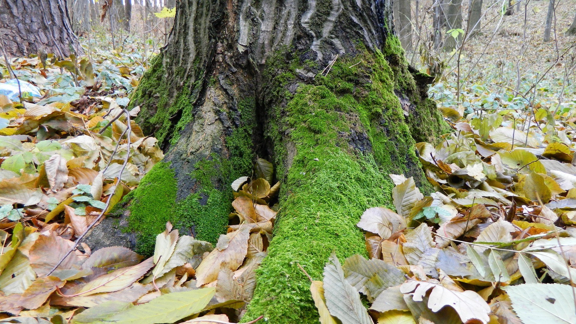 Moss-covered tree trunk in autumn