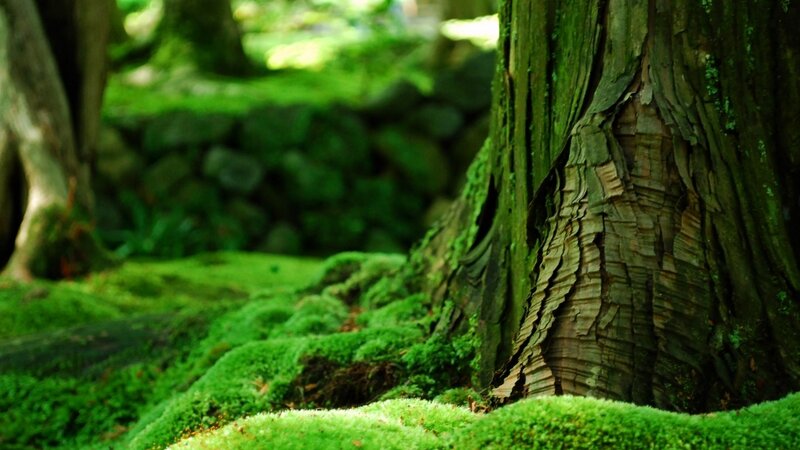 Moss-covered Tree Trunk — Morning