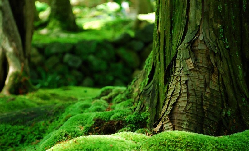 Moss-covered Tree Trunk — Moss