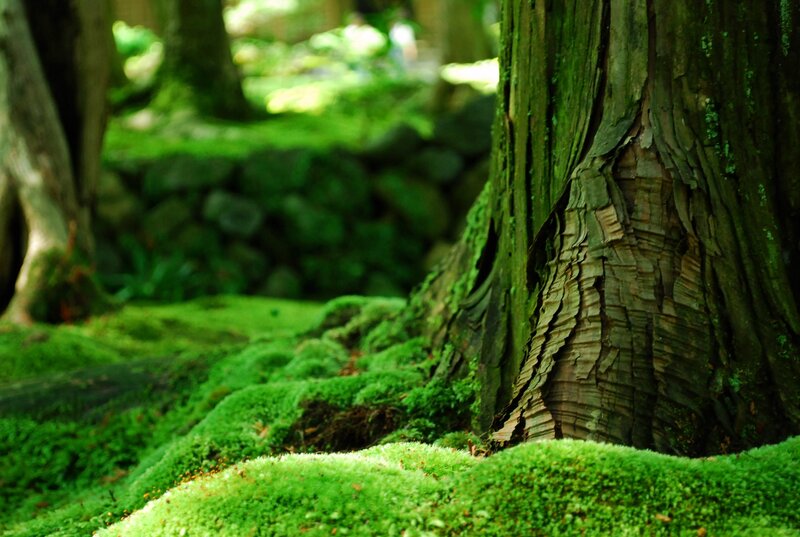 Moss-covered Tree Trunk — Serene