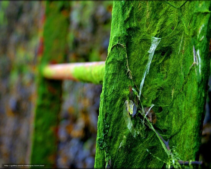Moss-covered tree trunk