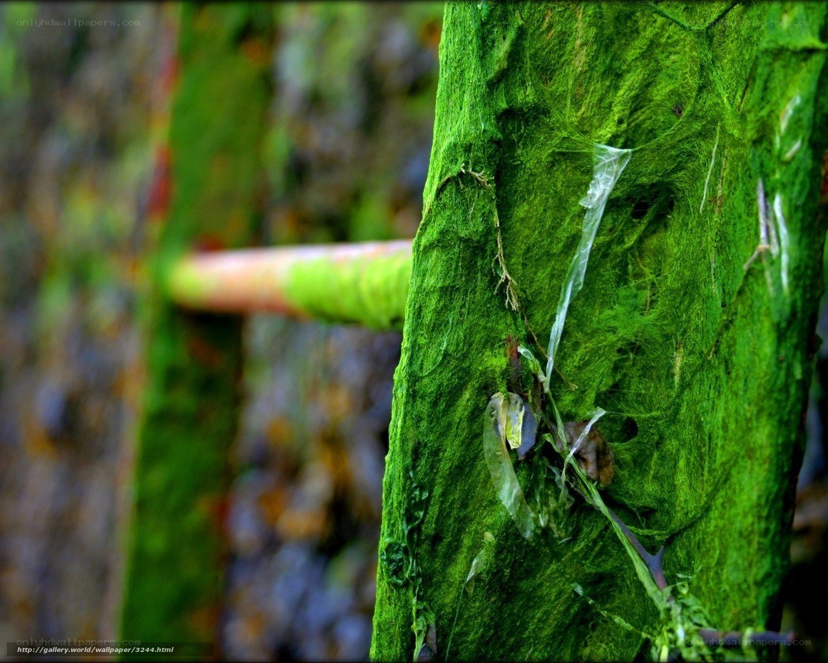 Moss-covered tree trunk