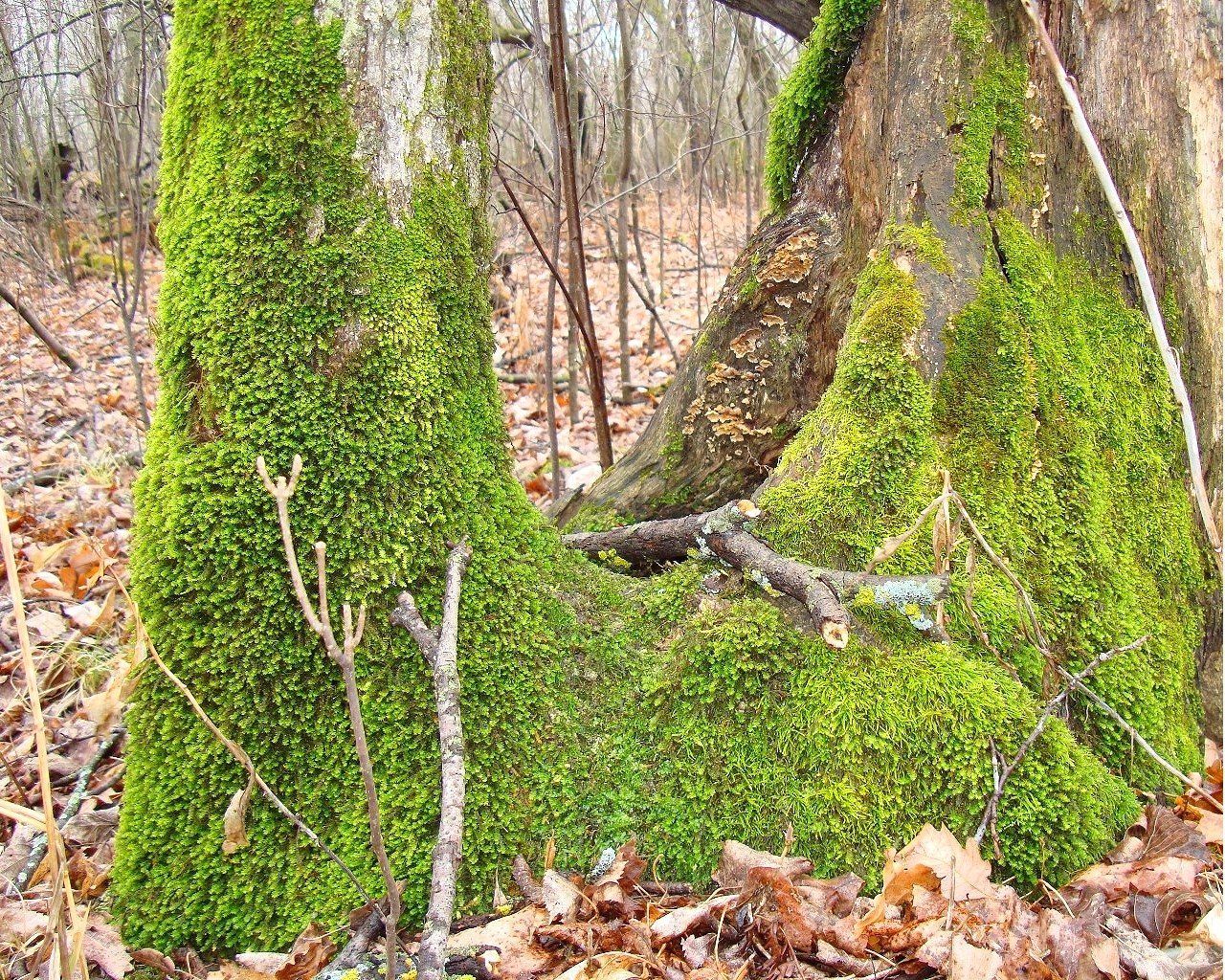 Moss-covered tree trunks