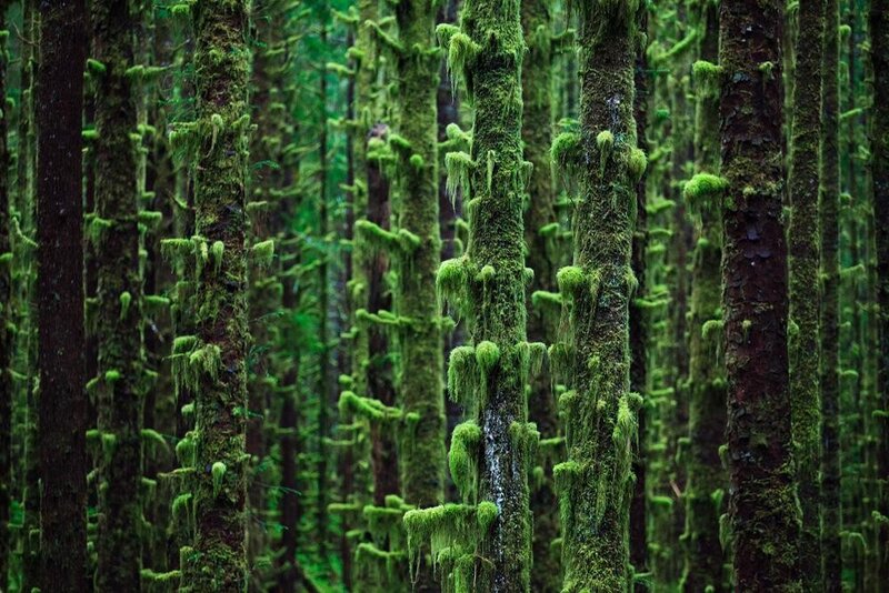 Moss-covered Tree Trunks — Green, Dense