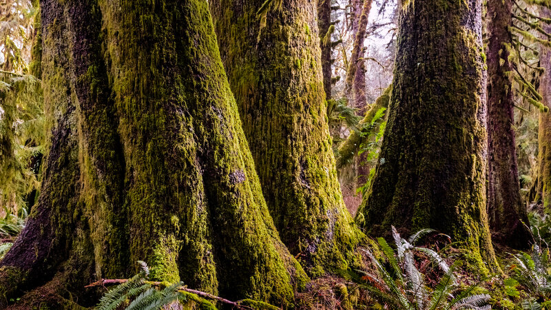 Moss-covered Tree Trunks — Green, Serene