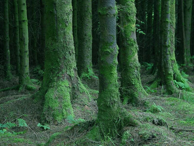 Moss-covered Tree Trunks — Green