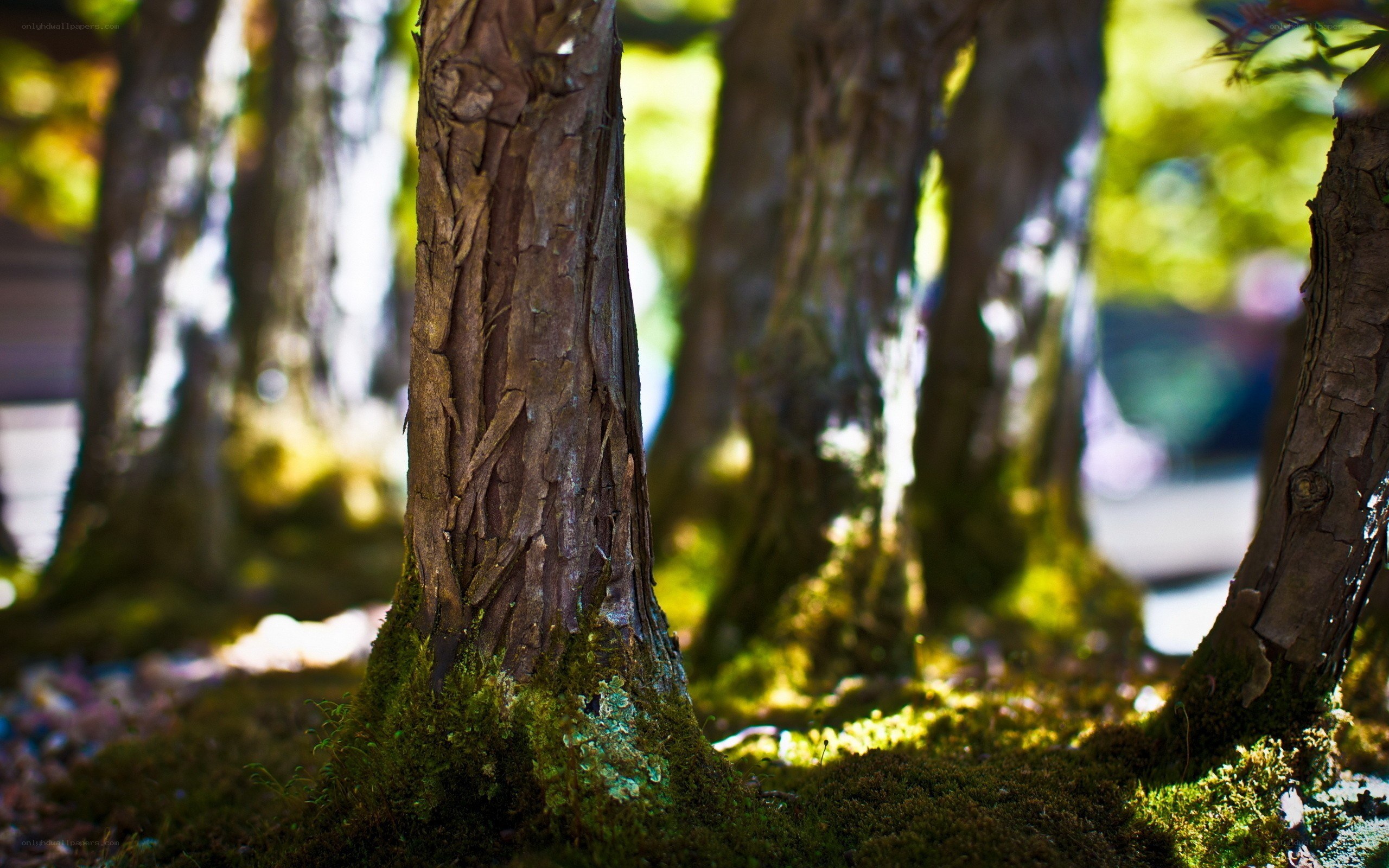 Moss-covered tree trunks in forest