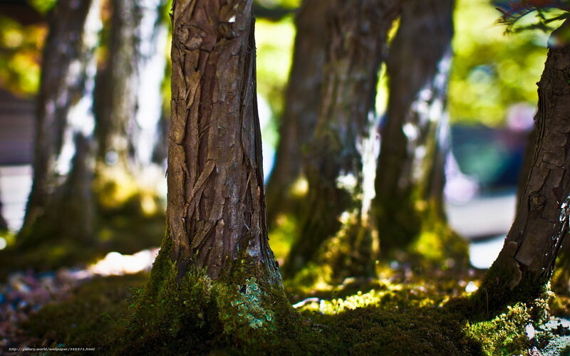 Moss-covered tree trunks