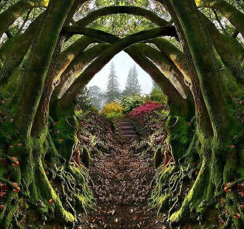 Moss-covered Tree Tunnel — Green