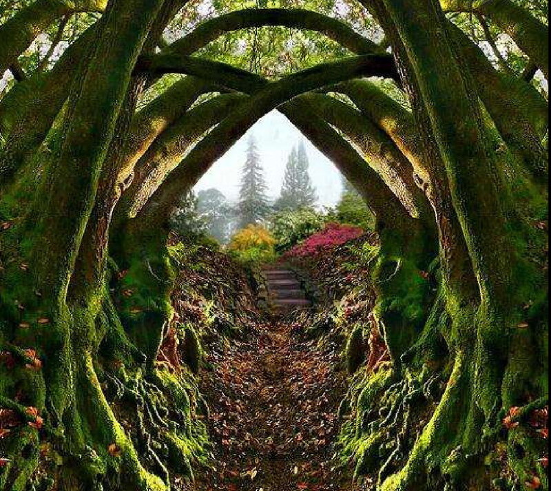 Moss-covered Tree Tunnel