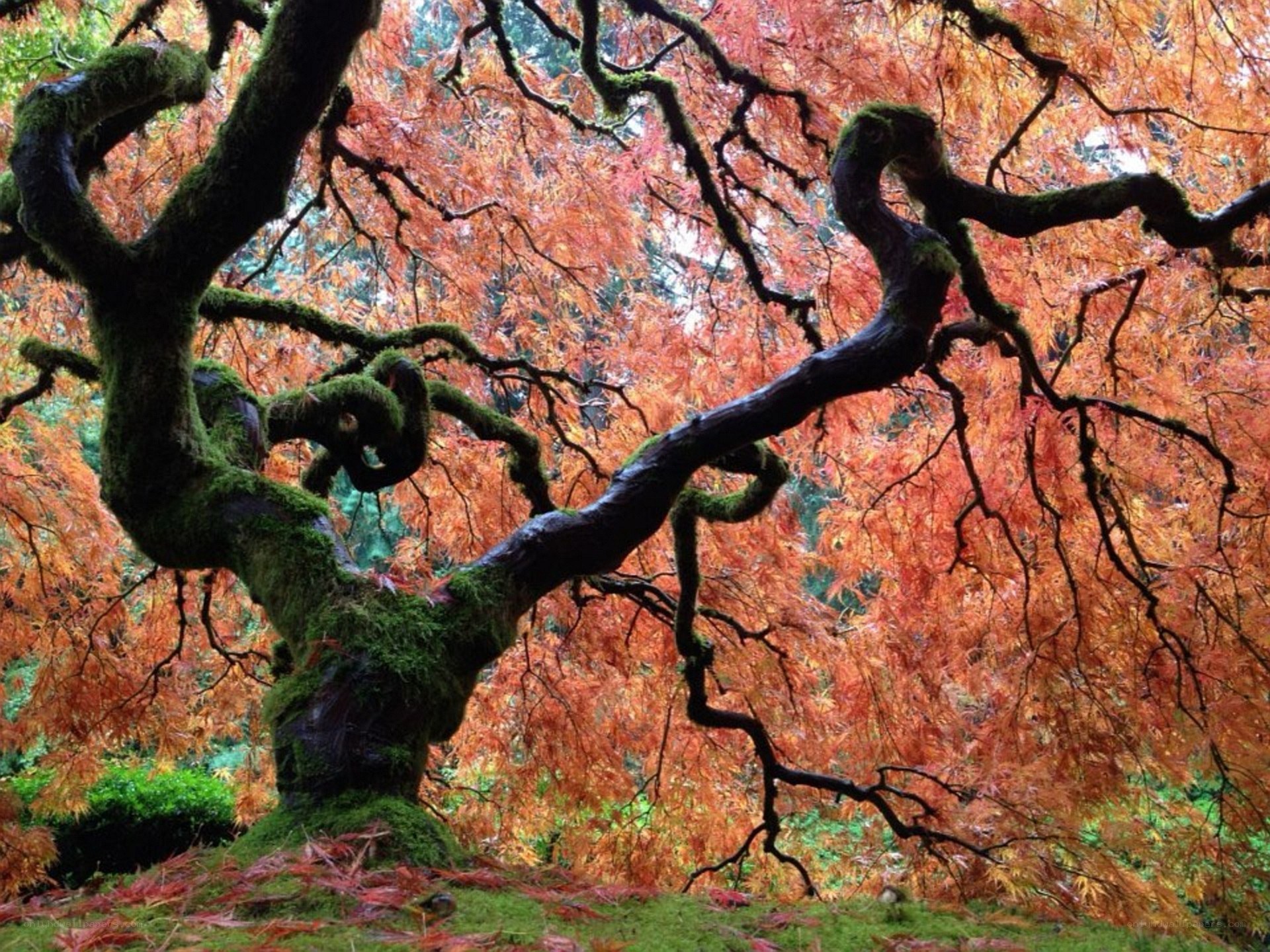 Moss-covered tree with autumn leaves
