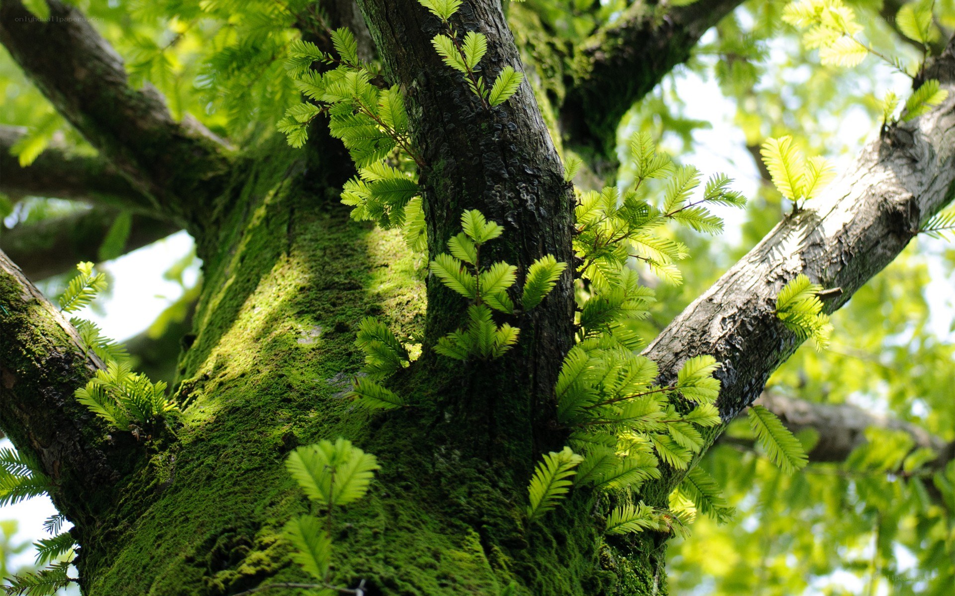 moss-covered tree with green leaves
