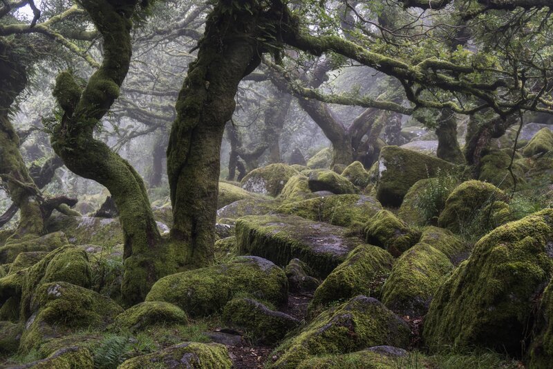 Moss-covered Trees and Rocks