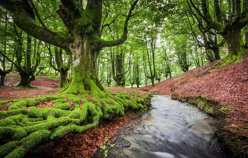 Moss-covered Trees and Stream