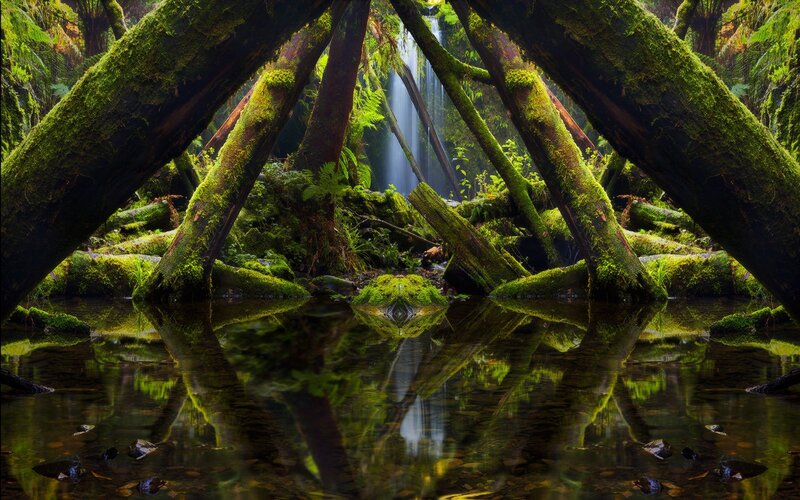 Moss-covered Trees and Waterfall — Green