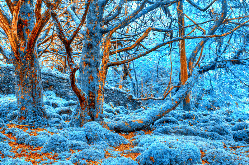 Moss-covered Trees — Blue