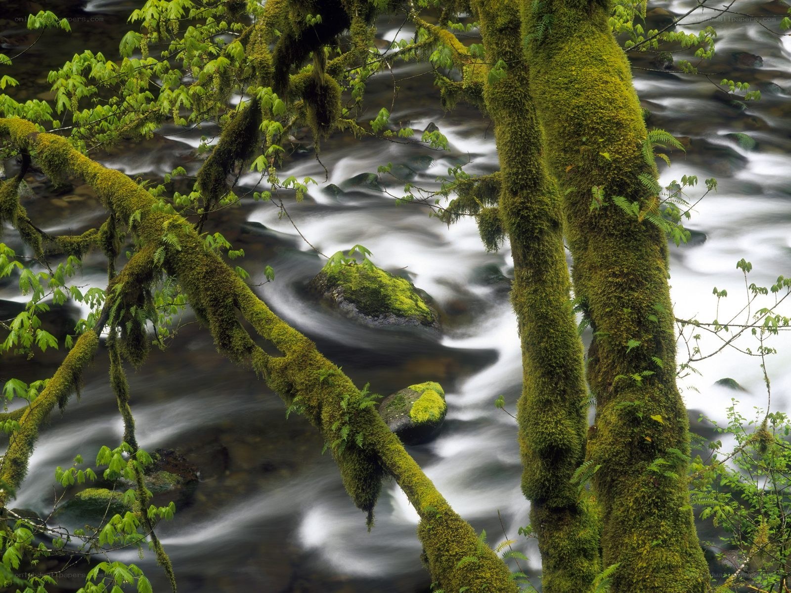 Moss-covered trees by a flowing stream