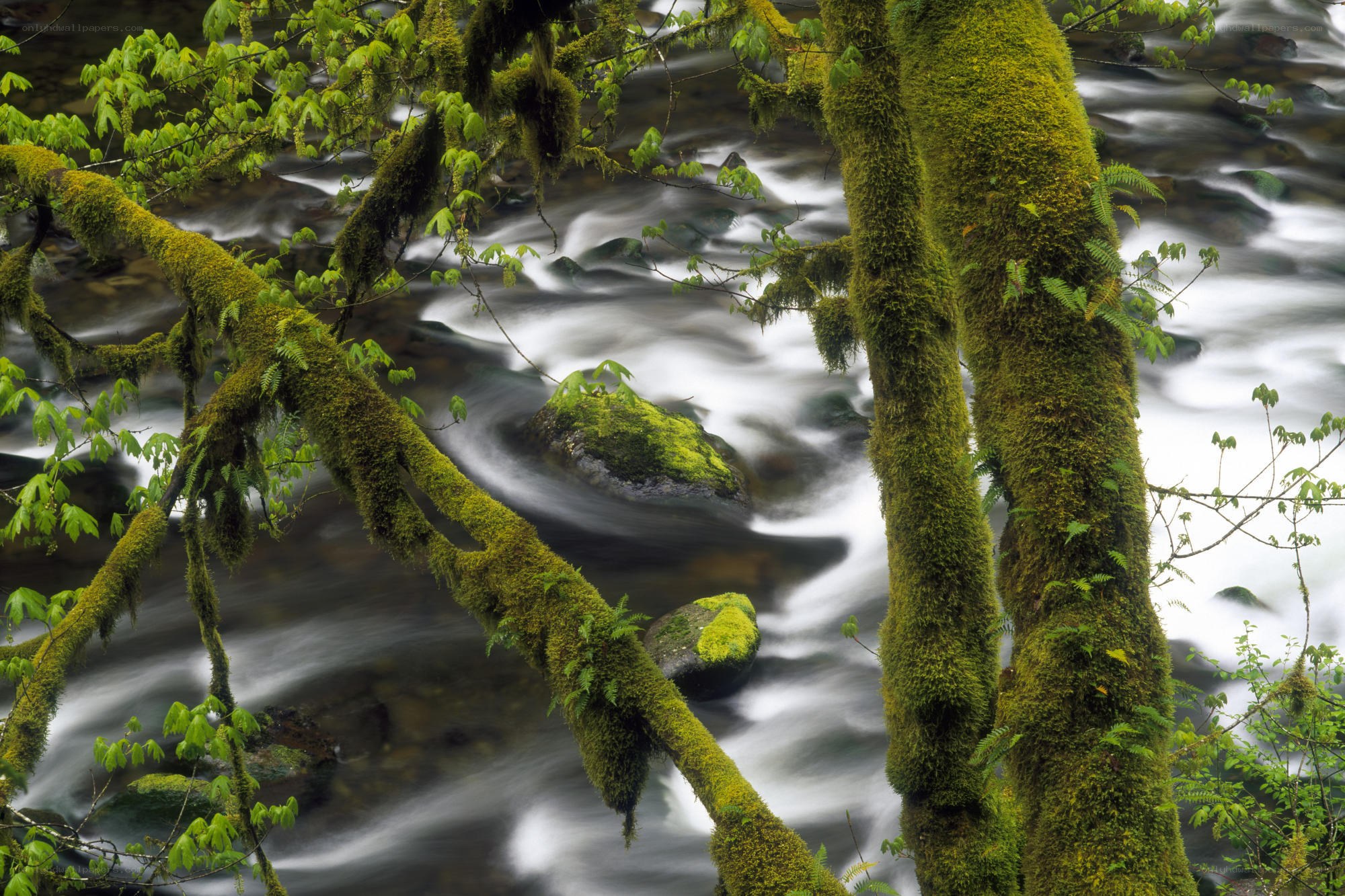 Moss-covered trees by a flowing stream