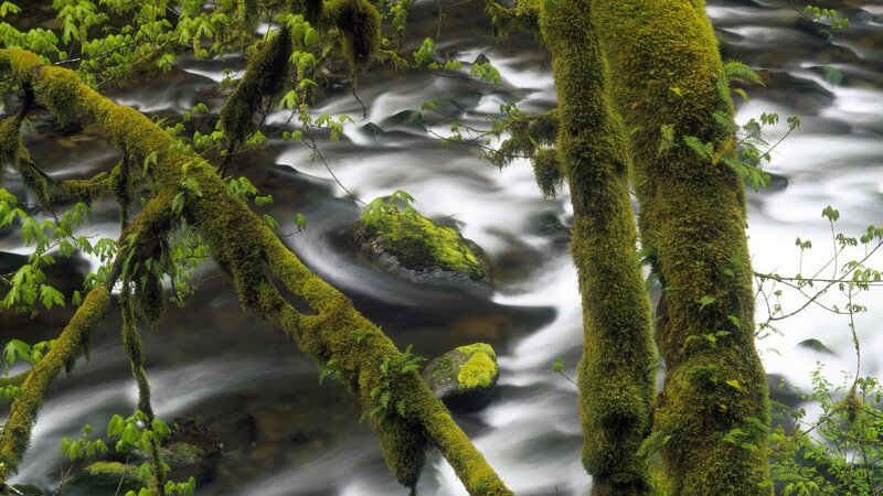 Moss-covered trees by a flowing stream