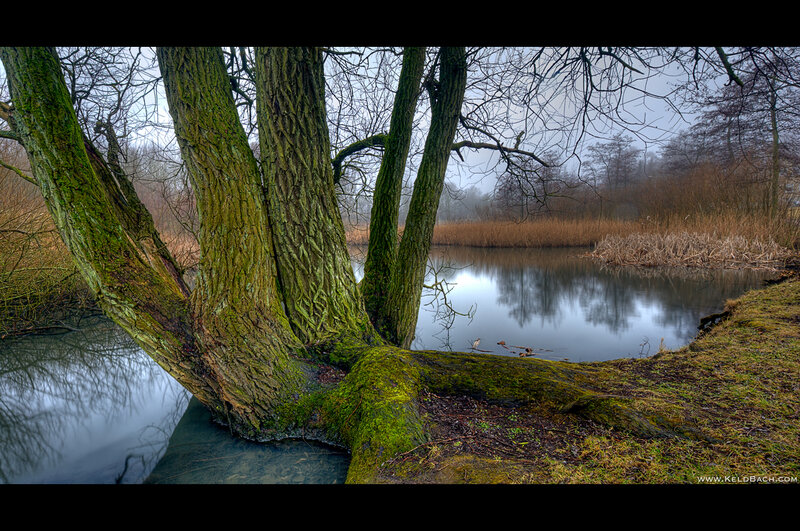 Moss-covered Trees by Lake