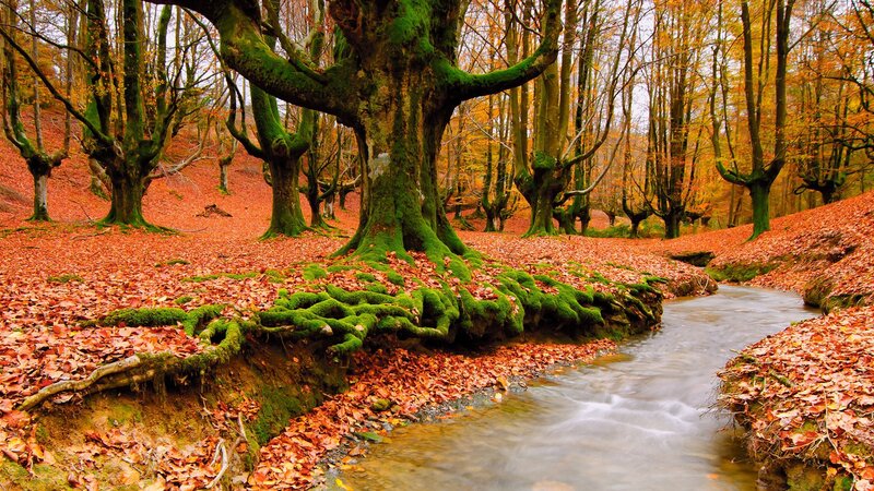 Moss-covered Trees by Stream — Green, Serene, Autumn, Photograph