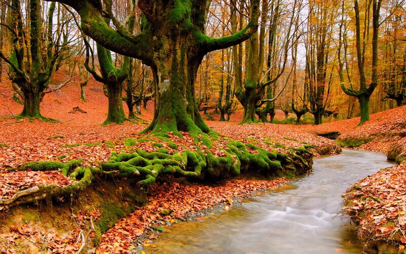 Moss-covered Trees by Stream — Green, Serene, Autumn