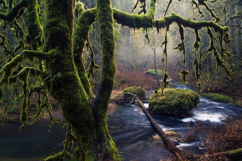 Moss-covered Trees by Stream — Green, Serene, Morning