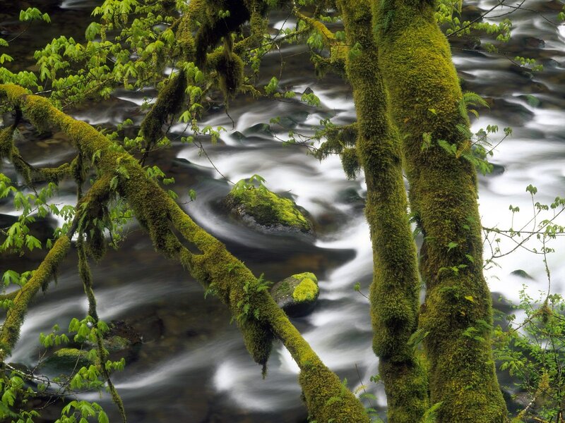 Moss-covered Trees by Stream — Green, Serene, Spring