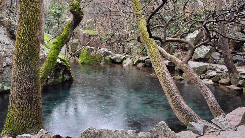 Moss-covered Trees by Stream — Green, Serene