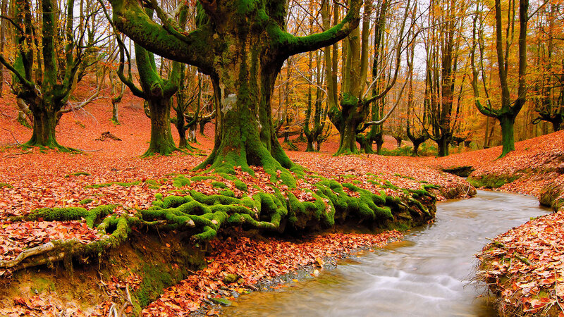 Moss-covered Trees by Stream