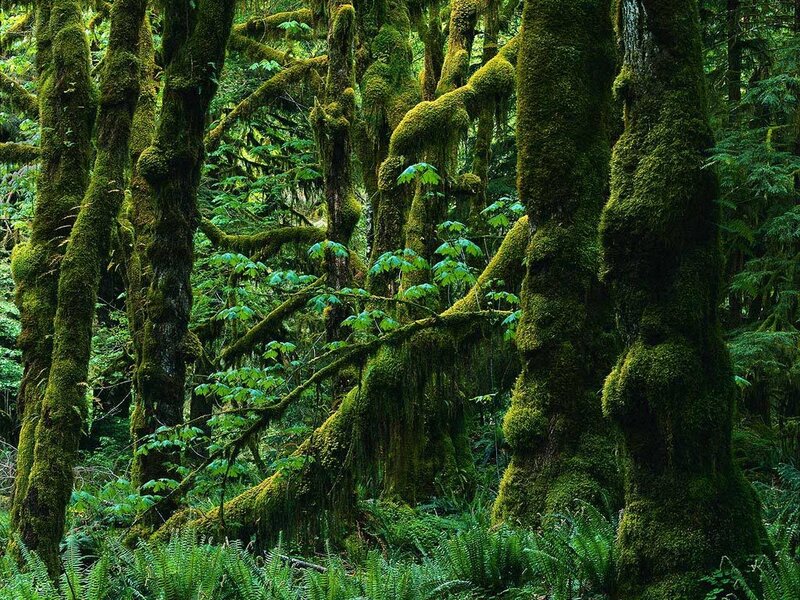 Moss-covered Trees — Green, Dense, Afternoon