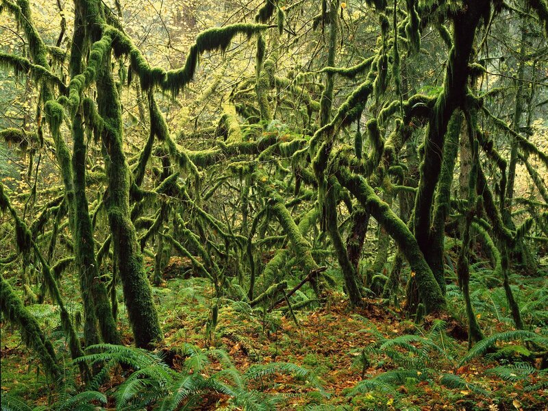 Moss-covered Trees — Green, Dense, Autumn, Photograph