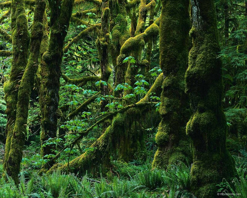 Moss-covered Trees — Green, Dense, Photograph, Moss