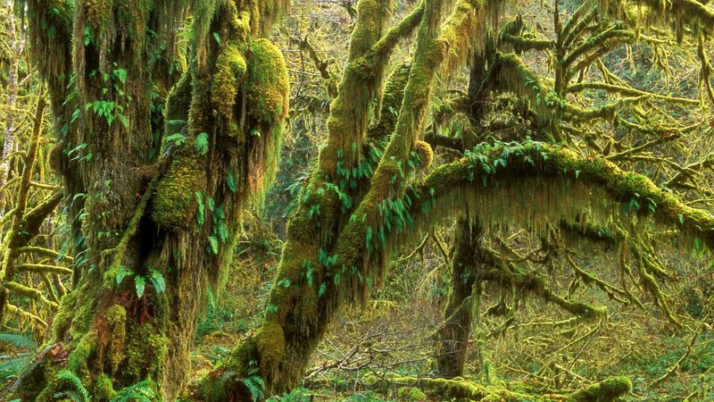 Moss-covered Trees — Green, Dense, Photograph