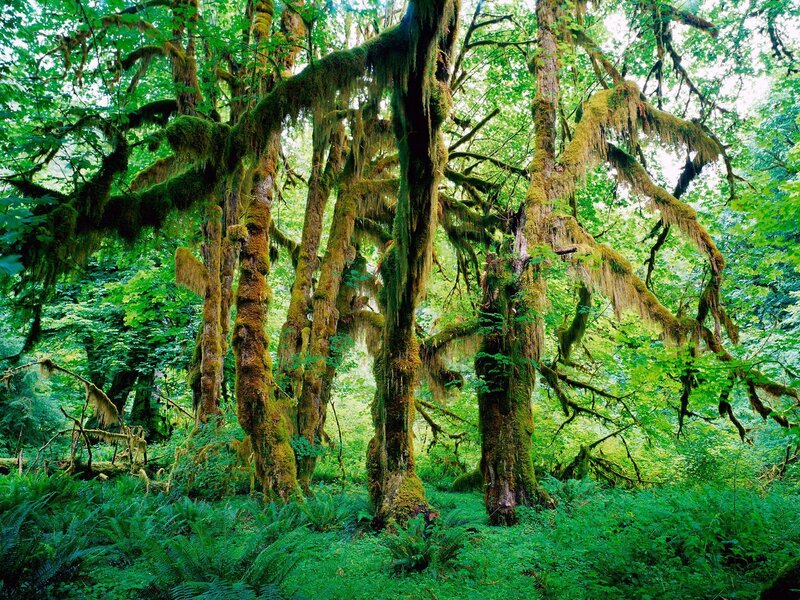 Moss-covered Trees — Green, Lush, Afternoon, Photograph, Forest