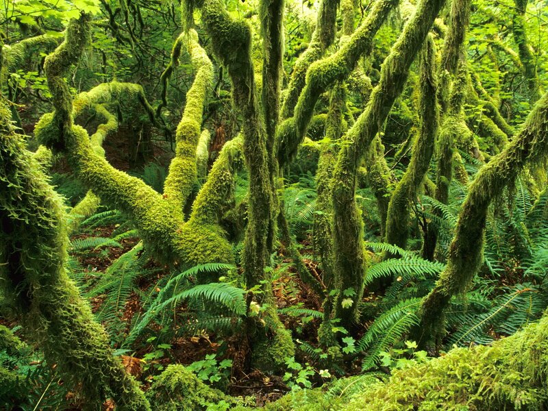 Moss-covered Trees — Green, Lush, Photograph, Ferns, Forest