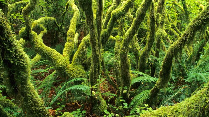 Moss-covered Trees — Green, Lush, Photograph, Ferns