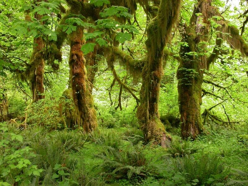 Moss-covered Trees — Green, Lush, Photograph
