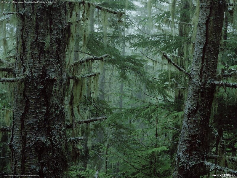 Moss-covered Trees — Green, Misty