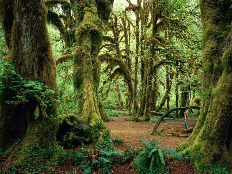 Moss-covered Trees — Green, Serene, Afternoon, Photograph, Forest, Moss