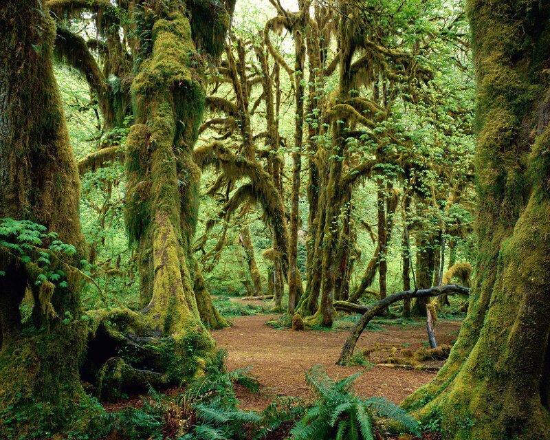 Moss-covered Trees — Green, Serene, Afternoon, Photograph, Forest, Path