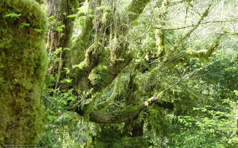 Moss-covered Trees — Green, Serene, Afternoon, Photograph, Moss