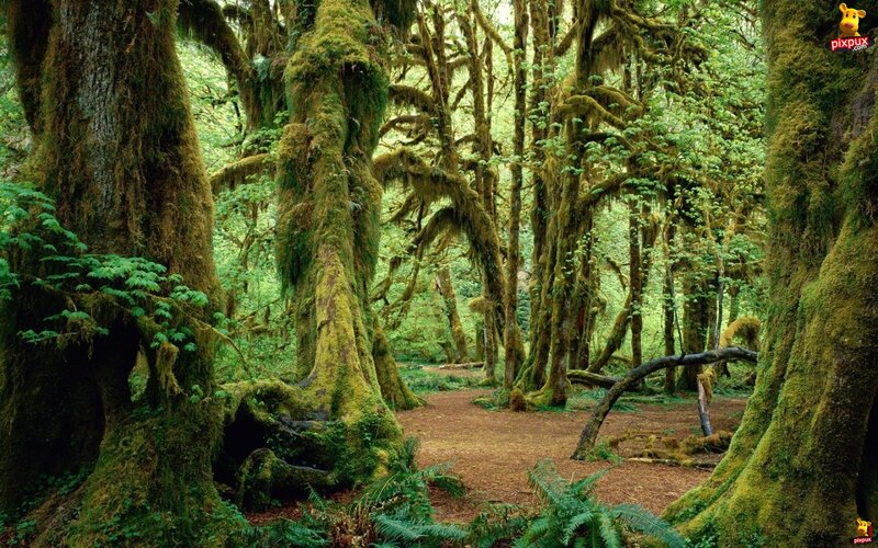 Moss-covered Trees — Green, Serene, Afternoon, Photograph