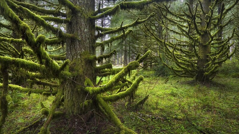 Moss-covered Trees — Green, Serene, Morning, Photograph, Forest, Ground Cover